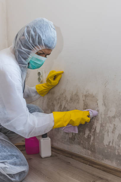 Best Mold Odor Removal Services  in Lebanon, IN