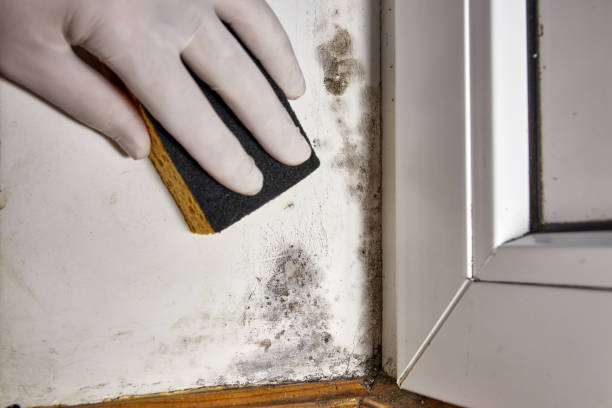 Best Commercial Mold Inspection  in Lebanon, IN