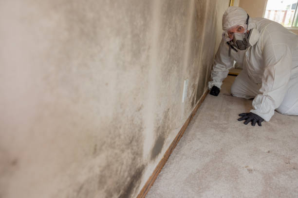 Professional Mold Removal in Lebanon, IN